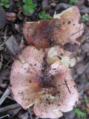 Russula flavisiccans
