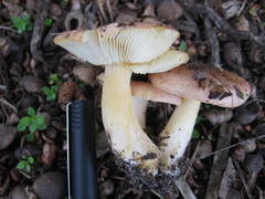 Russula flavisiccans