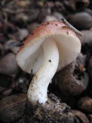 Russula flavisiccans