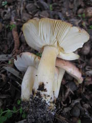 Russula flavisiccans