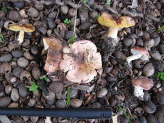 Russula flavisiccans