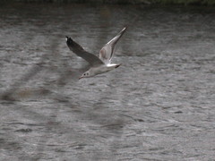 Chroicocephalus ridibundus