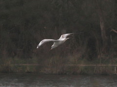 Chroicocephalus ridibundus