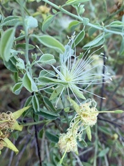 Maerua decumbens