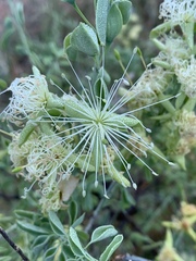 Maerua decumbens