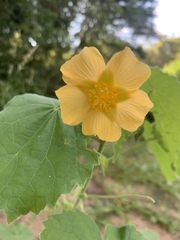 Abutilon grandiflorum
