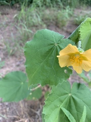 Abutilon grandiflorum