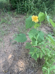 Abutilon grandiflorum