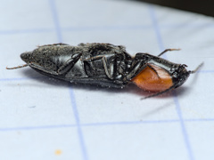 Cardiophorus gramineus