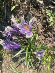 Crocus