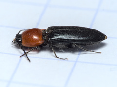 Cardiophorus gramineus