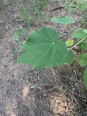 Abutilon grandiflorum