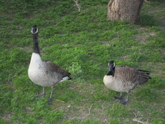 Branta canadensis