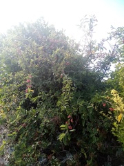 Cotoneaster frigidus