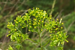 Senecio biserratus