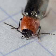 Cardiophorus gramineus