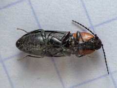 Cardiophorus gramineus