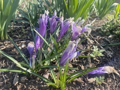 Crocus