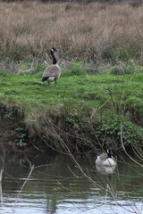 Branta canadensis