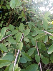 Cotoneaster frigidus