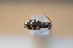Cicindela formosa