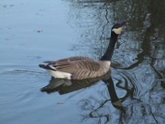 Branta canadensis