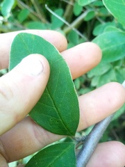 Cotoneaster frigidus