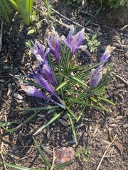 Crocus