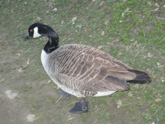 Branta canadensis