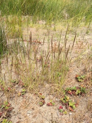 Agrostis pallens