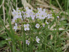 Cardamine pratensis