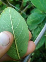 Cotoneaster frigidus