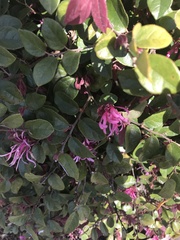 Loropetalum