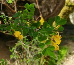 Hippocrepis