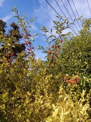 Cotoneaster frigidus