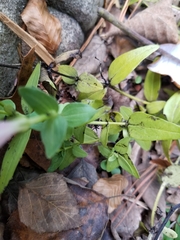 Spigelia alabamensis
