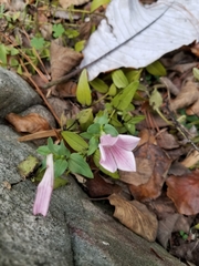 Spigelia alabamensis