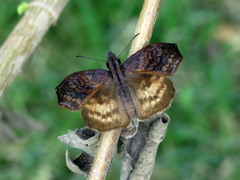Theagenes dichrous