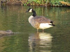 Branta canadensis
