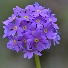 Primula algida