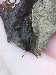 Platydracus cinnamopterus
