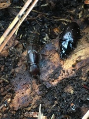 Platydracus cinnamopterus