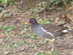 Gallinula chloropus