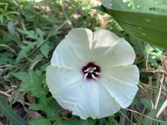 Distimake kentrocaulos