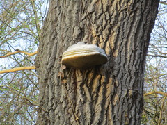 Fomes fomentarius