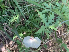 Distimake kentrocaulos