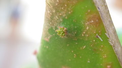 Opuntia karwinskiana