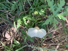 Distimake kentrocaulos