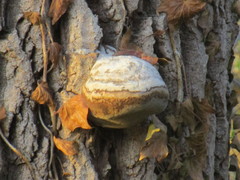 Fomes fomentarius