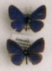 Pseudonacaduba sichela